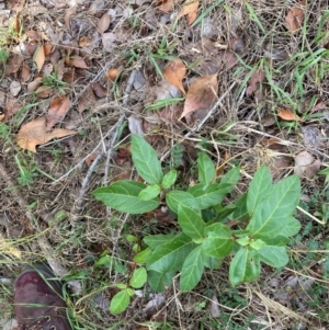 Viburnum tinus at Mount Majura - 8 Apr 2024 01:29 PM