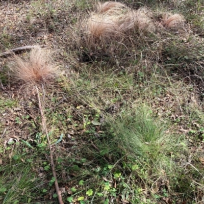 Nassella trichotoma (Serrated Tussock) at Watson, ACT - 8 Apr 2024 by waltraud