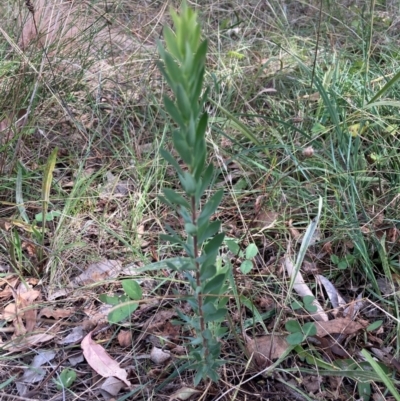 Styphelia triflora (Five-corners) at Mount Majura - 8 Apr 2024 by waltraud