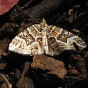 Chrysolarentia interruptata at Namadgi National Park - 3 Apr 2024 01:09 PM