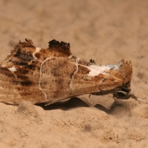 Arrade leucocosmalis at Ainslie, ACT - 12 Jan 2024 10:07 PM