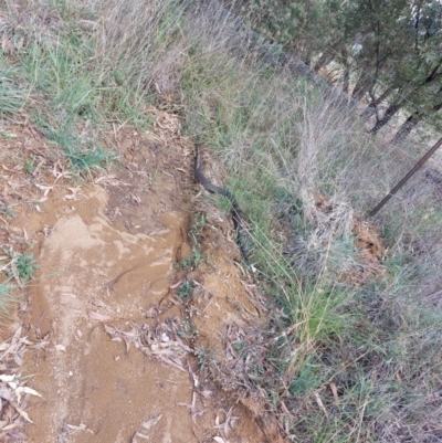 Pseudonaja textilis (Eastern Brown Snake) at Nicholls, ACT - 8 Apr 2024 by steve.jobling@csiro.au