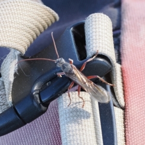 Myrmecia sp., pilosula-group at Goorooyarroo NR (ACT) - 22 Mar 2024