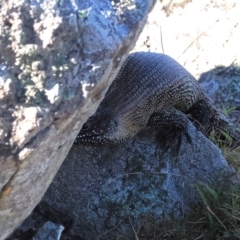 Egernia cunninghami (Cunningham's Skink) at Goorooyarroo NR (ACT) - 22 Mar 2024 by RAllen