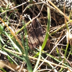 Uresiphita ornithopteralis (Tree Lucerne Moth) at Kenny, ACT - 22 Mar 2024 by RAllen