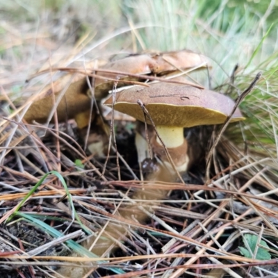 Suillus luteus (Slippery Jack) at Captains Flat, NSW - 8 Apr 2024 by Csteele4