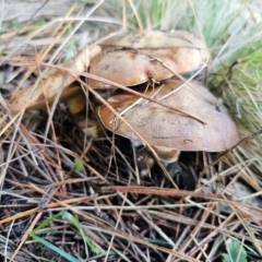 Suillus luteus at QPRC LGA - 8 Apr 2024