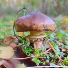 Suillus luteus at QPRC LGA - 8 Apr 2024