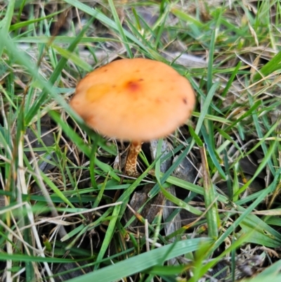 Leratiomcyes ceres (Red Woodchip Fungus) at QPRC LGA - 8 Apr 2024 by Csteele4