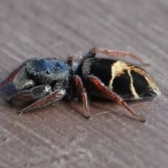 Apricia jovialis (Jovial jumping spider) at Hall, ACT - 8 Apr 2024 by Anna123