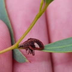 Gonipterus pulverulentus (Eucalyptus weevil) at QPRC LGA - 7 Apr 2024 by clarehoneydove