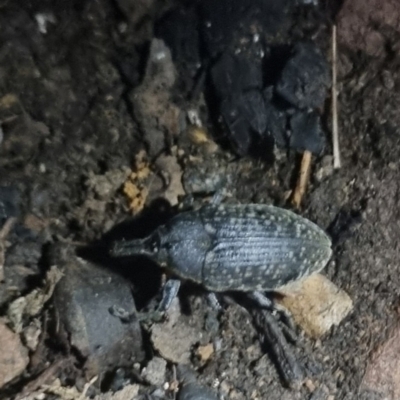 Larinus latus (Onopordum seed weevil) at QPRC LGA - 8 Apr 2024 by clarehoneydove