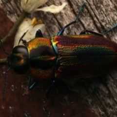 Selagis caloptera (Caloptera jewel beetle) at Mount Ainslie - 11 Jan 2024 by jb2602