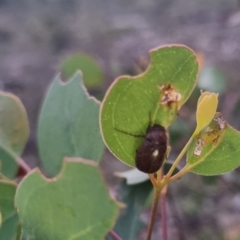 Melolonthinae sp. (subfamily) (Cockchafer) at QPRC LGA - 8 Apr 2024 by clarehoneydove