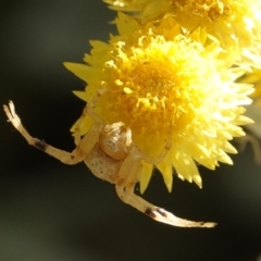 Zygometis xanthogaster (Crab spider or Flower spider) at Hall, ACT - 26 Mar 2024 by Anna123