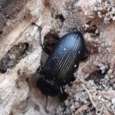 Tenebrionidae (family) (Darkling beetle) at QPRC LGA - 8 Apr 2024 by clarehoneydove