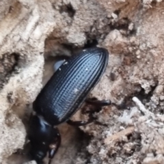 Tenebrionidae (family) at QPRC LGA - suppressed