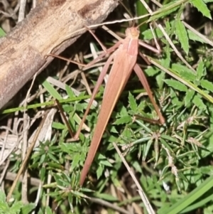 Polichne parvicauda at QPRC LGA - 8 Apr 2024