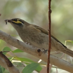 Caligavis chrysops (Yellow-faced Honeyeater) at Higgins, ACT - 8 Apr 2024 by Trevor