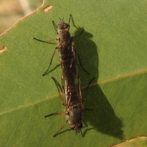 Therevidae (family) at Kambah, ACT - 8 Apr 2024