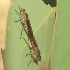 Therevidae (family) at Kambah, ACT - 8 Apr 2024