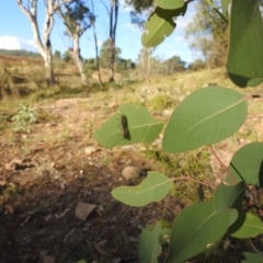 Therevidae (family) at Kambah, ACT - 8 Apr 2024