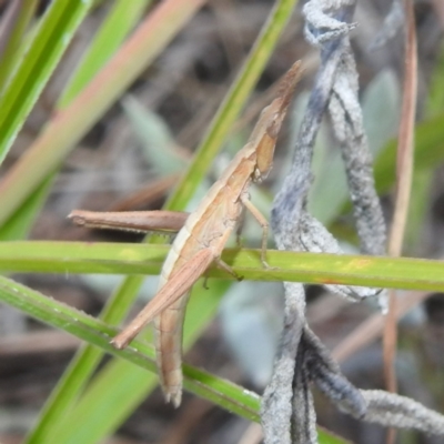 Keyacris scurra (Key's Matchstick Grasshopper) at Lions Youth Haven - Westwood Farm - 8 Apr 2024 by HelenCross