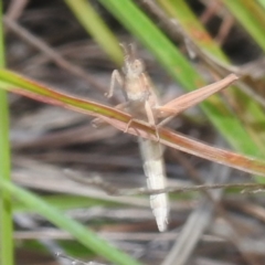 Keyacris scurra at Lions Youth Haven - Westwood Farm A.C.T. - 8 Apr 2024 05:22 PM