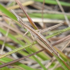 Keyacris scurra at Lions Youth Haven - Westwood Farm A.C.T. - 8 Apr 2024 05:22 PM