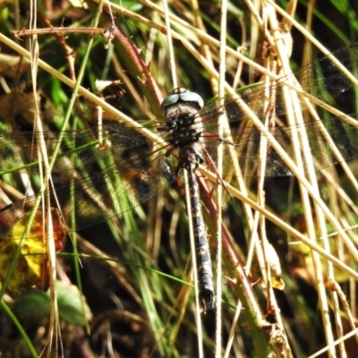 Austroaeschna multipunctata (Multi-spotted Darner) at Cotter River, ACT - 3 Apr 2024 by JohnBundock