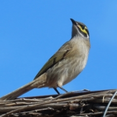 Caligavis chrysops (Yellow-faced Honeyeater) at Fyshwick, ACT - 8 Apr 2024 by RodDeb