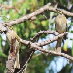 Caligavis chrysops at Jerrabomberra Wetlands - 8 Apr 2024