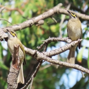 Caligavis chrysops at Jerrabomberra Wetlands - 8 Apr 2024