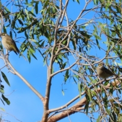 Caligavis chrysops at Jerrabomberra Wetlands - 8 Apr 2024 12:55 PM