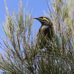 Caligavis chrysops at Jerrabomberra Wetlands - 8 Apr 2024 12:55 PM