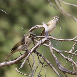 Caligavis chrysops at Jerrabomberra Wetlands - 8 Apr 2024 12:55 PM