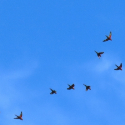 Trichoglossus moluccanus (Rainbow Lorikeet) at Jerrabomberra Wetlands - 8 Apr 2024 by RodDeb