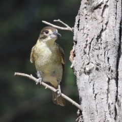 Cracticus torquatus (Grey Butcherbird) at Jerrabomberra Wetlands - 8 Apr 2024 by RodDeb