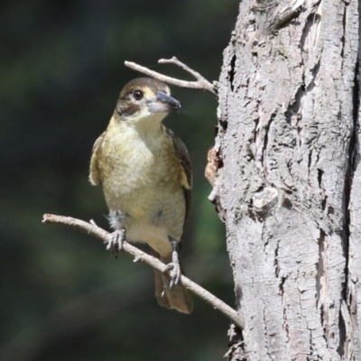 Cracticus torquatus (Grey Butcherbird) at Jerrabomberra Wetlands - 8 Apr 2024 by RodDeb