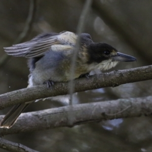 Cracticus torquatus at Jerrabomberra Wetlands - 8 Apr 2024