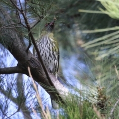 Oriolus sagittatus (Olive-backed Oriole) at Fyshwick, ACT - 8 Apr 2024 by RodDeb