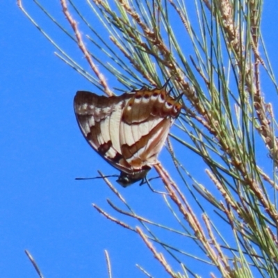 Charaxes sempronius (Tailed Emperor) at Jerrabomberra Wetlands - 8 Apr 2024 by RodDeb