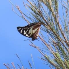 Charaxes sempronius at Jerrabomberra Wetlands - 8 Apr 2024 01:14 PM