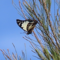 Charaxes sempronius at Jerrabomberra Wetlands - 8 Apr 2024 01:14 PM