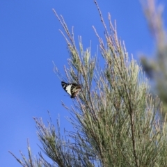 Charaxes sempronius at Jerrabomberra Wetlands - 8 Apr 2024 01:14 PM