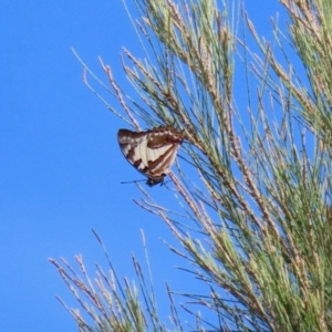 Charaxes sempronius at Jerrabomberra Wetlands - 8 Apr 2024 01:14 PM