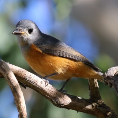 Monarcha melanopsis (Black-faced Monarch) at Fyshwick, ACT - 8 Apr 2024 by RodDeb