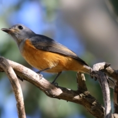 Monarcha melanopsis at Jerrabomberra Wetlands - 8 Apr 2024