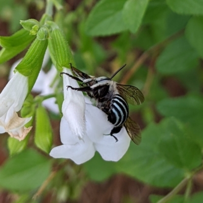 Amegilla sp. (genus) (Blue Banded Bee) at Sydney, NSW - 8 Apr 2024 by Paperbark native bees