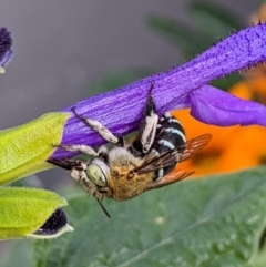 Amegilla (Zonamegilla) pulchra (Blue-banded Bee) at Sydney, NSW - 8 Apr 2024 by PaperbarkNativeBees